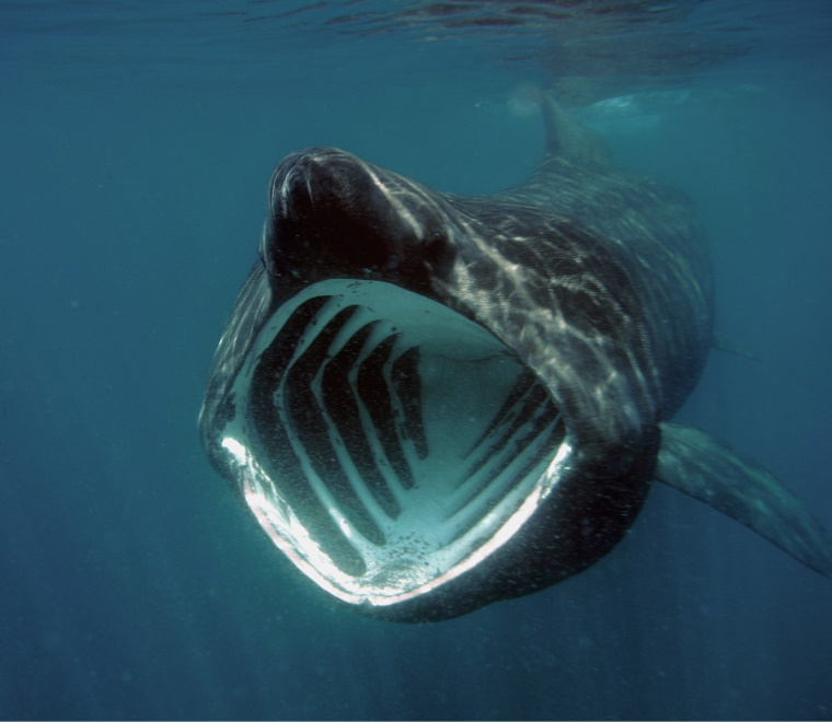 basking-shark-sennen-760x660.jpg